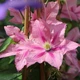 Клематіс Розамунда. (Clematis Rosamunde) С2 - зображення 1