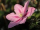 Клематіс Розамунда. (Clematis Rosamunde) С2 - зображення 2