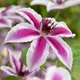 Клематис Паміна (Clematis Pamina) ІІ група - зображення 4
