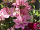 Клематіс Розамунда. (Clematis Rosamunde) С2 - зображення 4