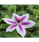 Клематис Паміна (Clematis Pamina) ІІ група - зображення 5