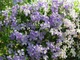 Клематис Блю Ангел/Блекітни Аніол. (Clematis Blekitny Aniol/Blue Angel) ІІІ група - зображення 2