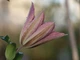 Клематіс Розамунда. (Clematis Rosamunde) С2 - зображення 5