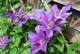 Клематис Етуаль де Малікорн. (Clematis Etoile de Malicorne) ІІІ група - зображення 3