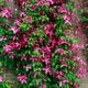 Клематис Мадам Джулія Корревон. (Clematis Madame Julia Correvon) ІІІ група - зображення 3