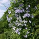 Клематис Блю Ангел/Блекітни Аніол. (Clematis Blekitny Aniol/Blue Angel) ІІІ група - зображення 4