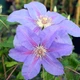 Клематис Етуаль де Малікорн. (Clematis Etoile de Malicorne) ІІІ група - зображення 4