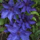 Клематис Президент. (Clematis The President) ІІІ група - зображення 1