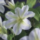 Клематис Юкікомаші. (Clematis Yukikomachi) ІІ група - зображення 2