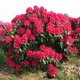 Рододендрон Нова Зембла. (Rhododendron Nova Zembla) C7,5 - зображення 1
