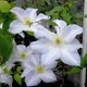 Клематис Юкікомаші. (Clematis Yukikomachi) ІІ група - зображення 4