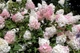 Гортензія волотиста Папілон. (Hydrangea paniculata Papillon) ШТАМБ - зображення 2