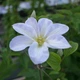 Клематис Юкікомаші. (Clematis Yukikomachi) ІІ група - зображення 6