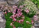 Ломикамінь Арендса Тріумф. (Saxifraga arendsii Triumph) Р12 - зображення 2