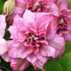 Клематис Пінк Пешн. (Clematis Pink Passion) ІІ група - зображення 2