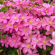Клематис Комтесс де Бушо. (Clematis Comtesse de Bouchaud) ІІІ група - зображення 1