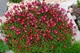 Ломикамінь Арендса Тріумф. (Saxifraga arendsii Triumph) Р12 - зображення 4