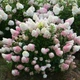 Гортензія волотиста Сандей Фрейз. (Hydrangea paniculata Sundae Fraise) P9 - зображення 3