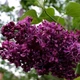 Бузок звичайний Найт. (Syringa vulgaris Night) ШТАМБ - зображення 2