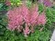 Рожева астильба. (Astilbe) - зображення 2
