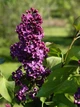 Бузок звичайний Найт. (Syringa vulgaris Night) ШТАМБ - зображення 4