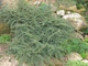Кизильник даммера Корал Бьюті. (Cotoneaster x suecicus / Dammeri Coral Beauty) Р9 - зображення 4