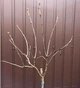 Бузок звичайний Найт. (Syringa vulgaris Night) ШТАМБ - зображення 7