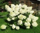 Гортензія волотиста Полар Бір. (Hydrangea paniculata Polar Bear) С10, 5-річка - зображення 3