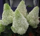 Гортензия метельчатая Полар Бир. (Hydrangea paniculata Polar Bear) Р9 - изображение 1