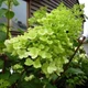 Гортензия метельчатая Полар Бир. (Hydrangea paniculata Polar Bear) Р9 - изображение 3