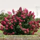 Гортензия метельчатая Вимс Ред. (Hydrangea paniculata Wim's Red) P9 - изображение 2