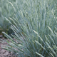 Овсяница седая. (Festuca valesiaca Glaucantha) С2 - изображение 2