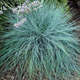 Овсяница седая. (Festuca valesiaca Glaucantha) С2 - изображение 3