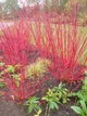 Дерен білий Елегантісіма. (Cornus alba Elegantissima) С7,5 - зображення 5