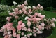 Гортензия метельчатая Ванилла Фрейз. (Hydrangea paniculata Vanille Fraise) Р9 - изображение 3