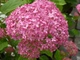 Гортензія деревоподібна Пінк Анабель. (Hydrangee arborescens Pink Annabelle) С5 - зображення 1