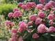 Гортензія деревоподібна Пінк Анабель. (Hydrangee arborescens Pink Annabelle) С5 - зображення 3