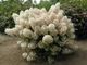 Гортензія волотиста Бобо. (Hydrangea paniculata Bobo) (НИЗЬКОРОСЛА) С1 - зображення 2
