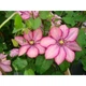 Клематіс Парадізо. (Clematis Paradiso) ІІгрупа - зображення 3