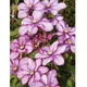 Клематіс Парадізо. (Clematis Paradiso) ІІгрупа - зображення 4
