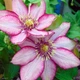 Клематіс Парадізо. (Clematis Paradiso) ІІгрупа - зображення 6