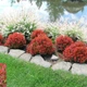 Барбарис тунберга Едмірейшн. (Berberis thunbergii Admiration) С3 - зображення 2