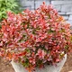 Барбарис тунберга Едмірейшн. (Berberis thunbergii Admiration) С3 - зображення 5