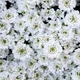 Іберіс вічнозелений Сноубол. (Iberis sempervirens Snowball) Р9 - зображення 1