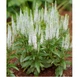 Вероніка колосиста Кандлс Сноу. (Veronica spicata Candles Snow) P9 - зображення 2