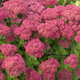 Очиток Осенняя радость (Sedum Autumn Joy) Р12 - изображение 1