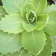 Очиток Осенняя радость (Sedum Autumn Joy) Р12 - изображение 4