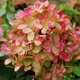 Гортензія волотиста Графіті. (Hydrangea paniculata Graffiti) С3 - зображення 2