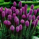 Лиатрис колосковый Mix (Liatris spicata) С1 - изображение 1