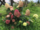 Гортензія волотиста Графіті. (Hydrangea paniculata Graffiti) С3 - зображення 3